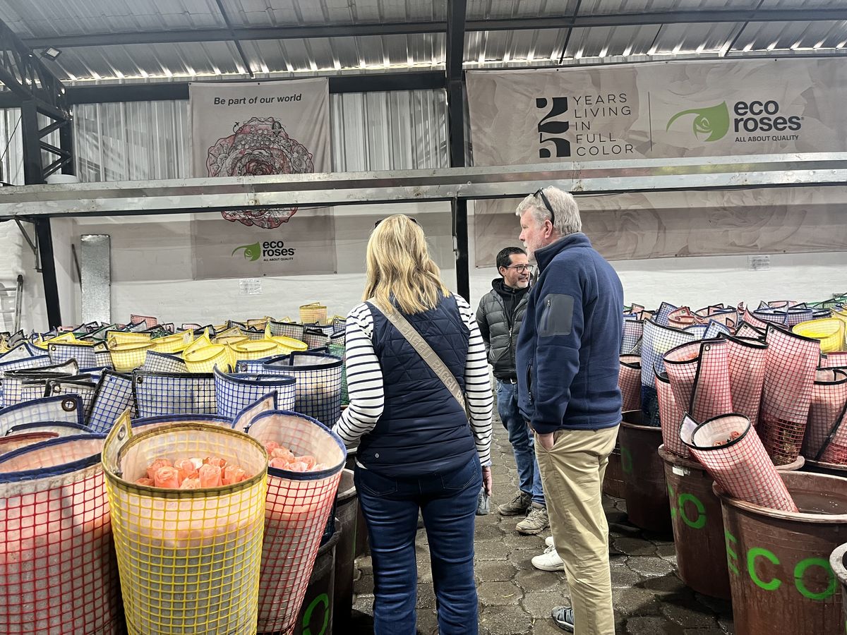 Roses in greenhouse
