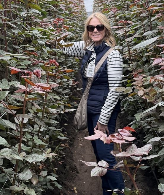 A Florida Fresh team member walking a row of rose plants inside an Ecuadorian highland greenhouse