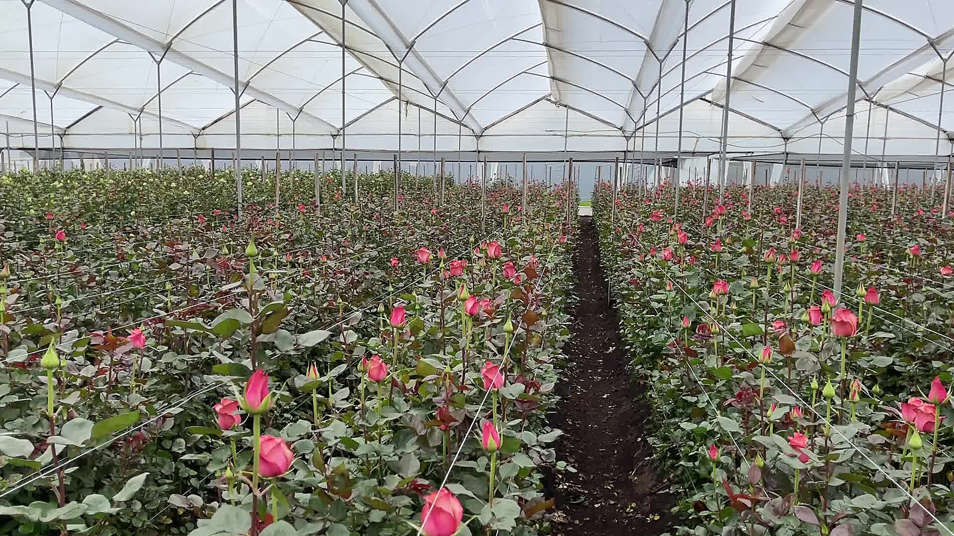 Rows of blooming roses inside a rose greenhouse