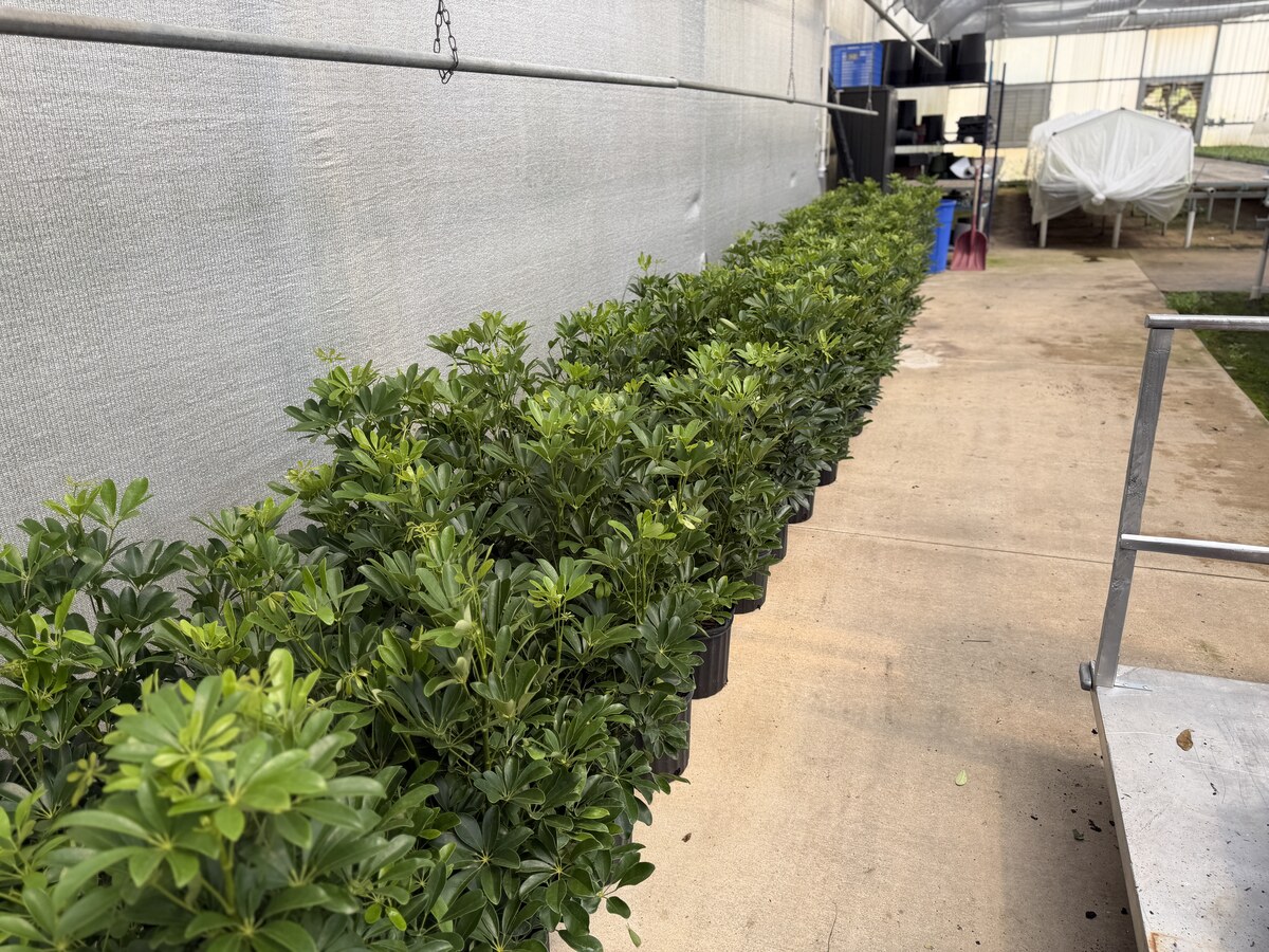 40 inch Arbicola plants in the greenhouse