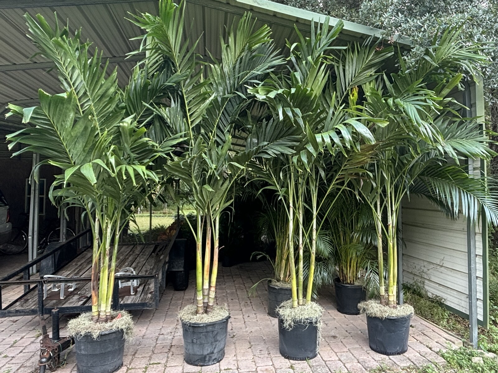 Multi-cane Areca Palm trees grown in-house