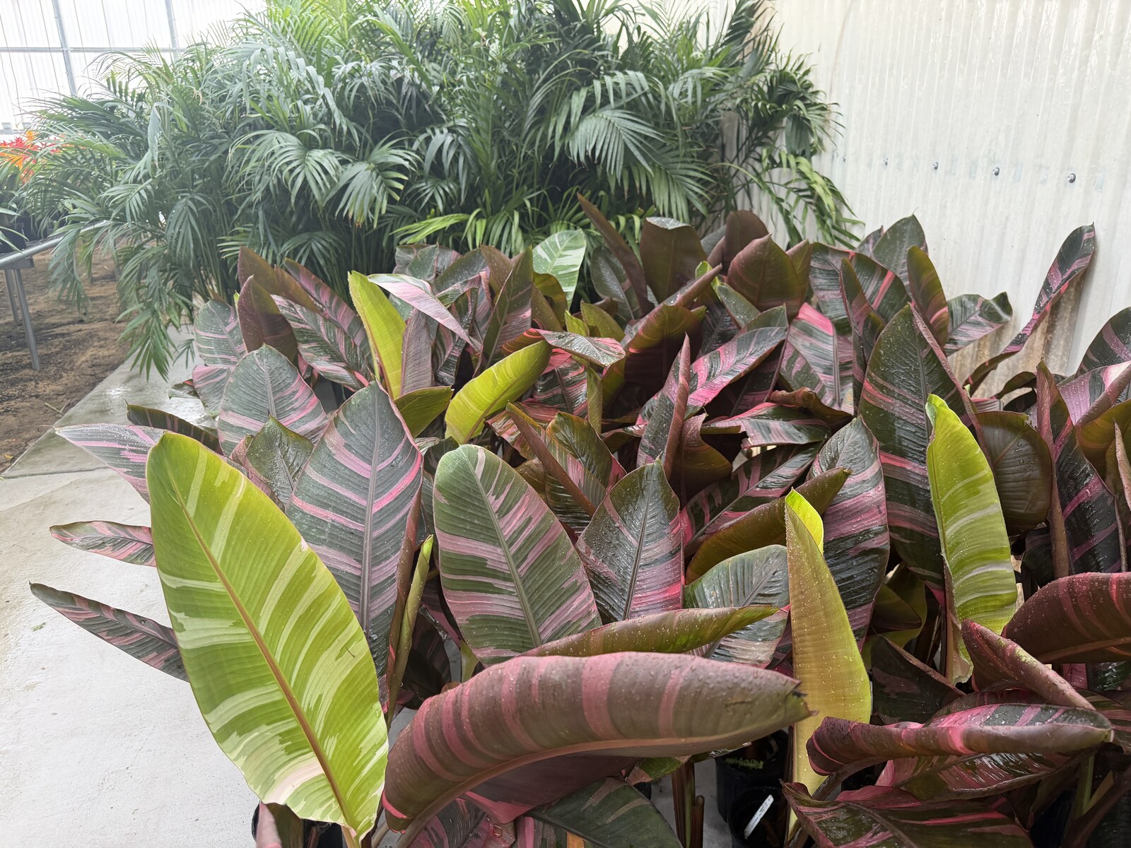 Pink variegated banana plant foliage