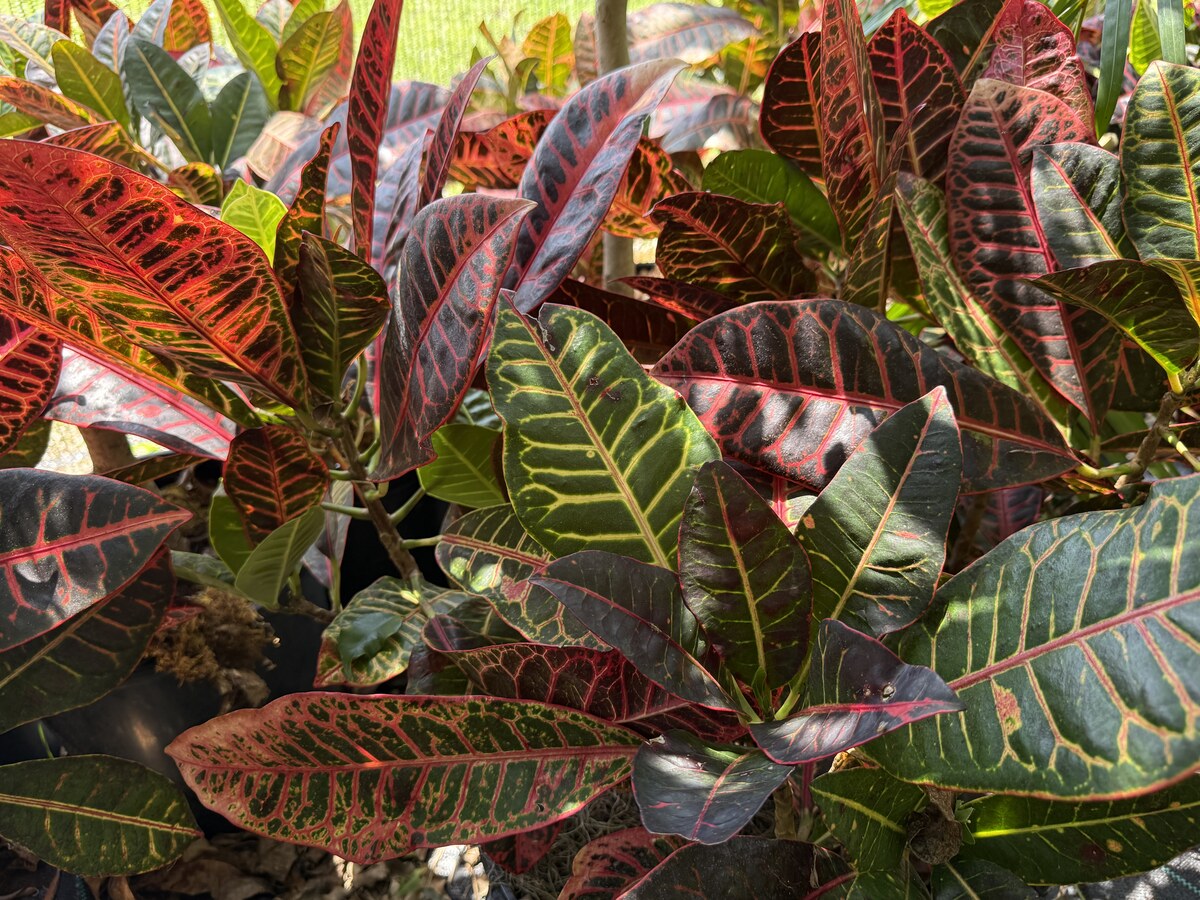 Norma Croton foliage with red, green, and orange variegation