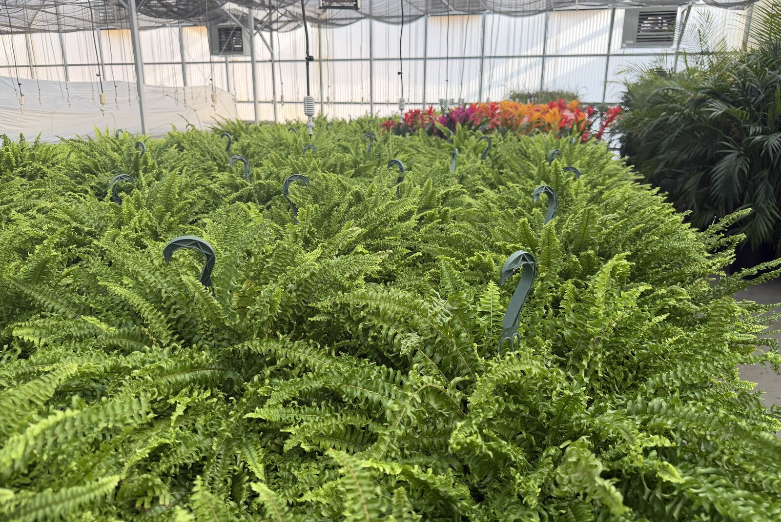 Lush show ferns grown in the greenhouse