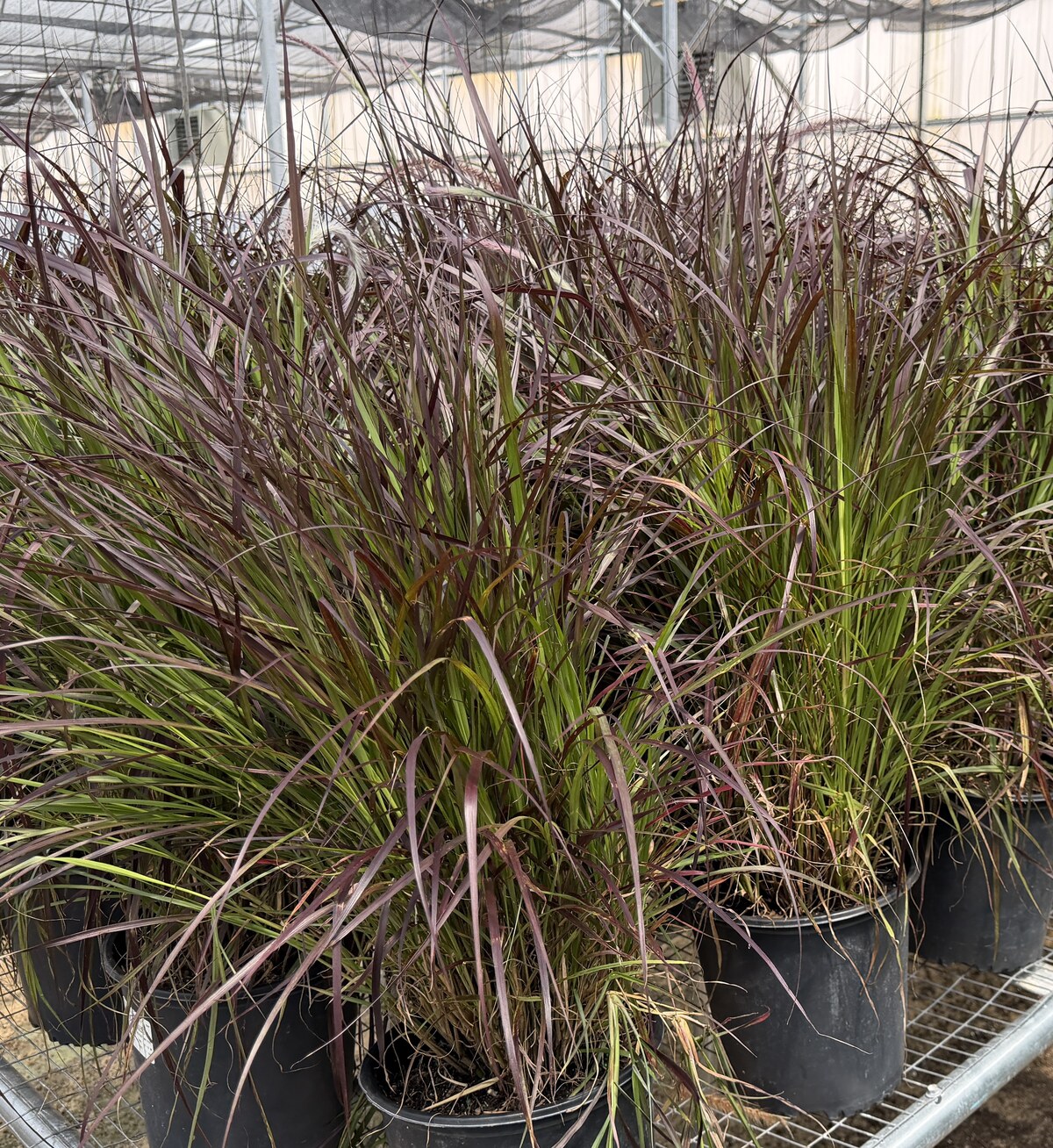 Purple fountain grass grown in the greenhouse