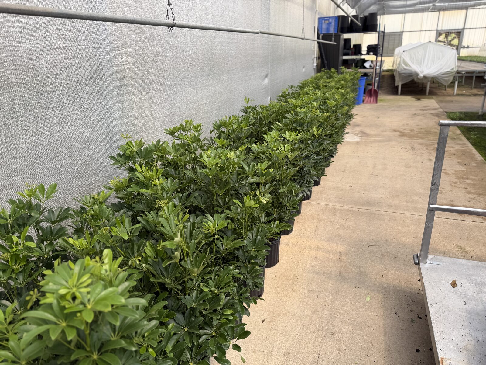 Rows of greenhouse-grown plants in production at Florida Fresh Events