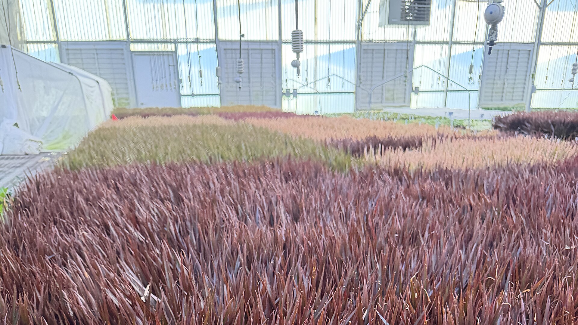 Inside the Florida Fresh Events greenhouse, rows of colorful ornamental grass