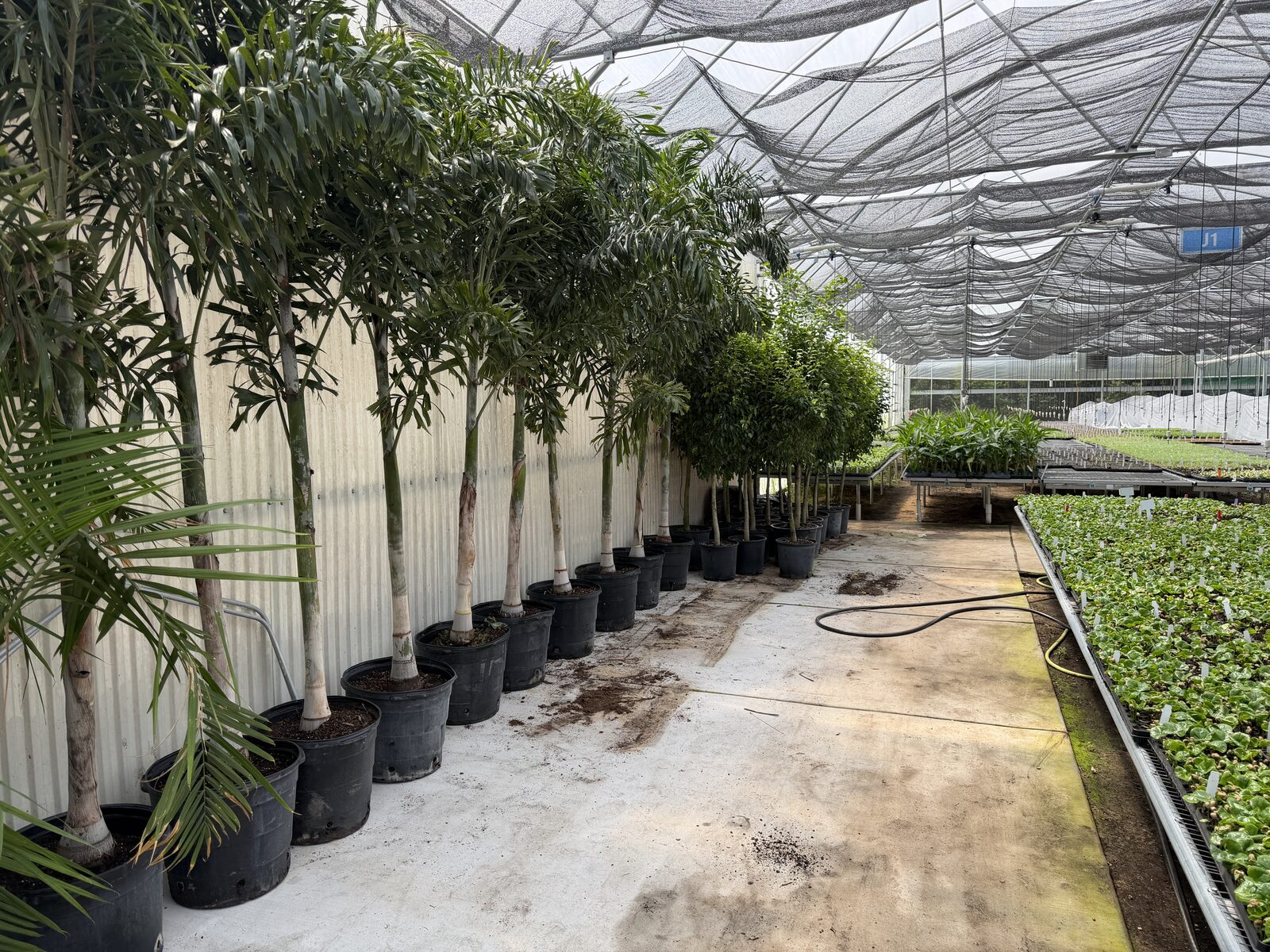 Statement palms grown in our greenhouse operations
