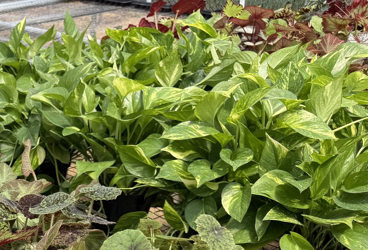 Variegated pothos foliage grown in the greenhouse