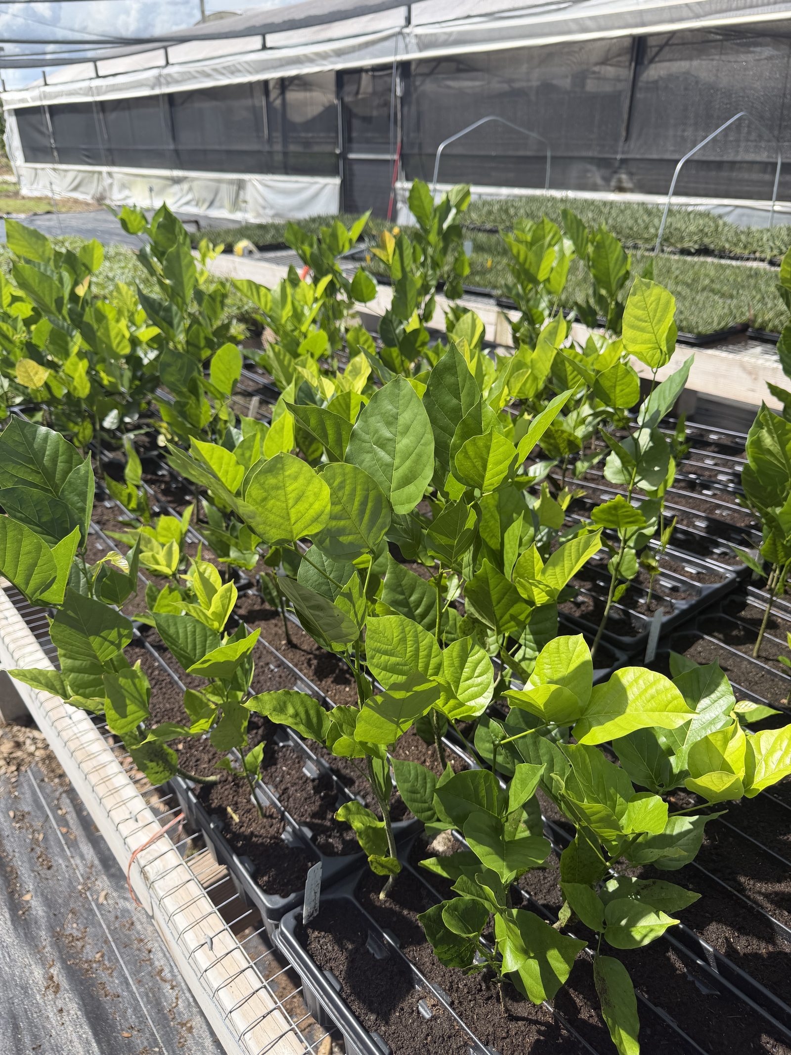 Rows of young pongamia seedlings growing in trays under greenhouse shade cloth at Florida Fresh