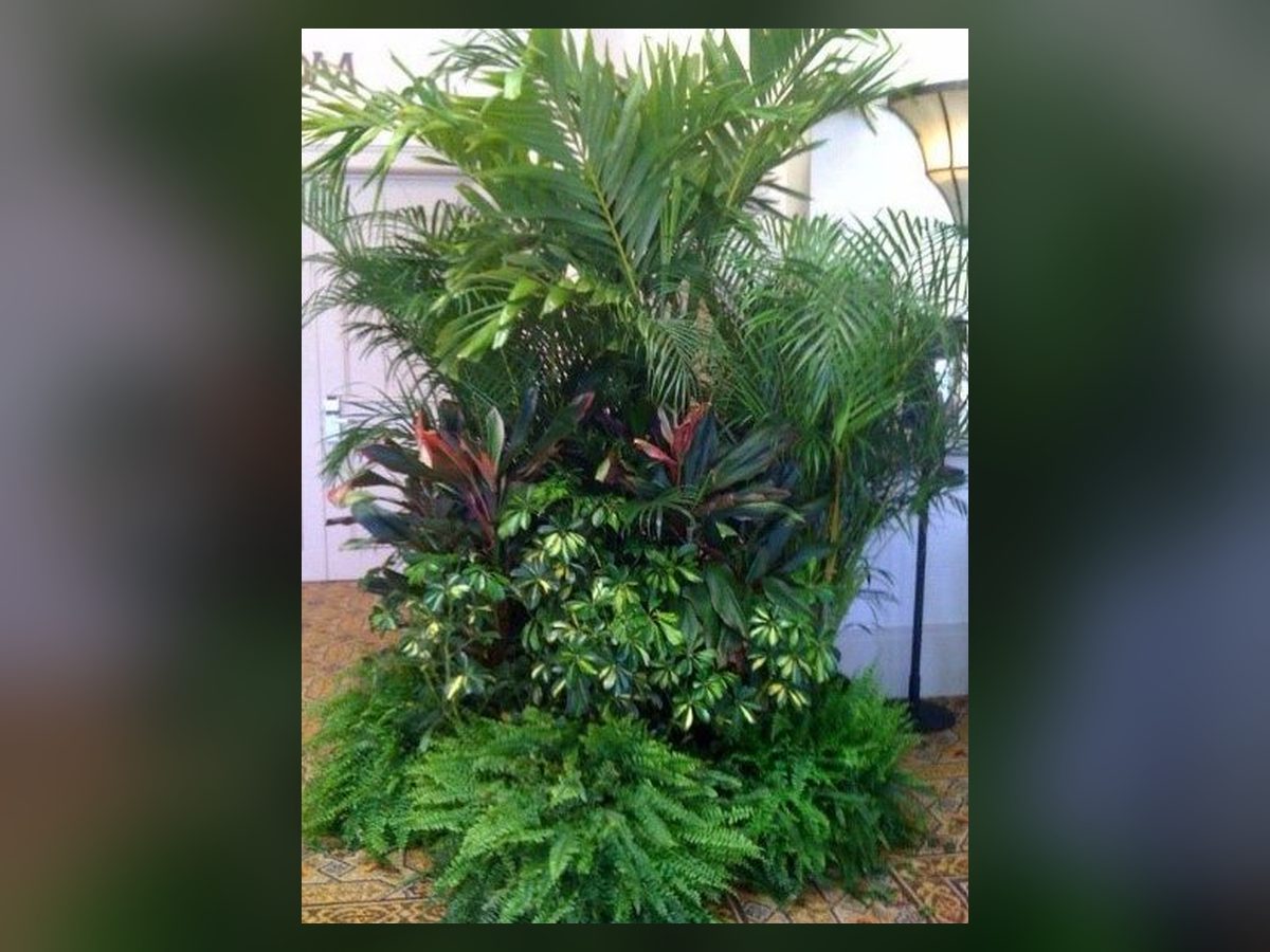 Lush tropical foliage island grouping