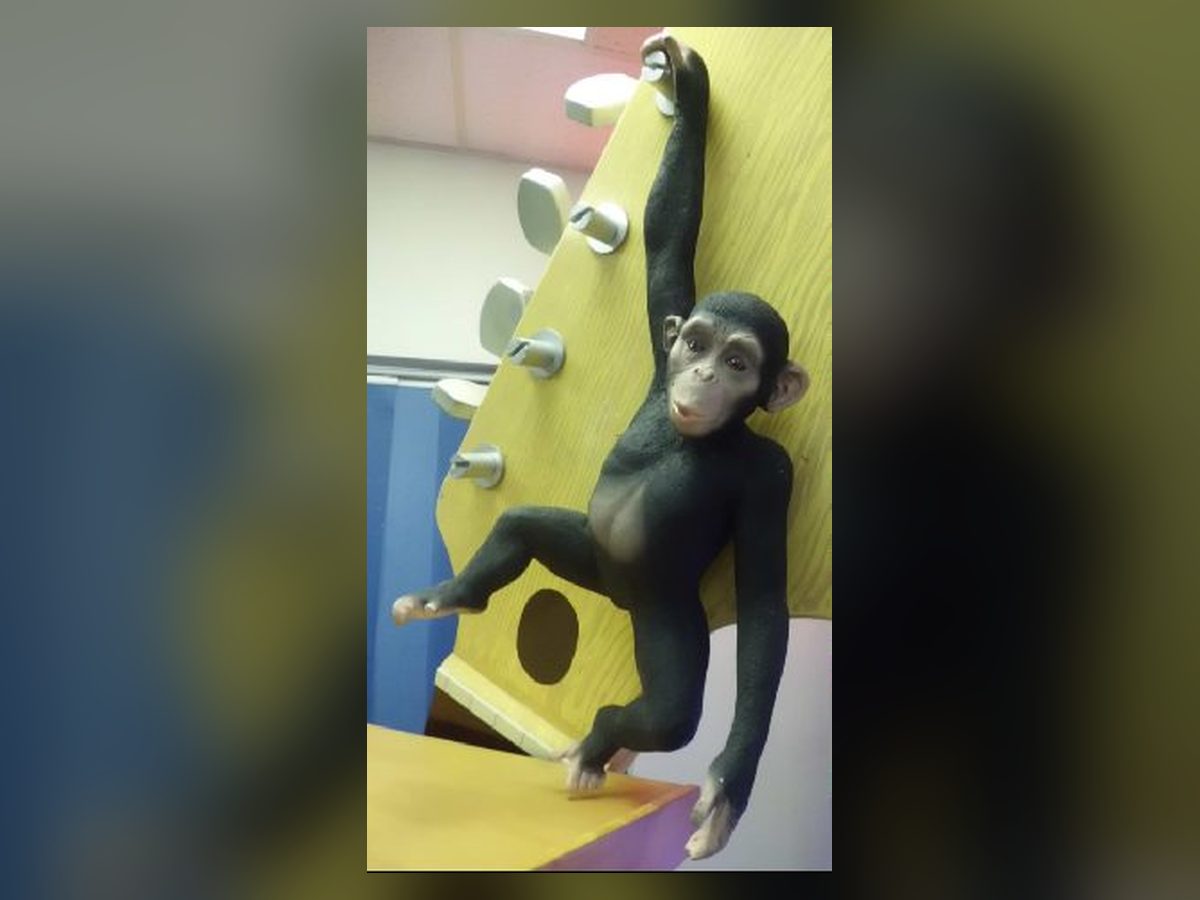 Hanging chimpanzee statue