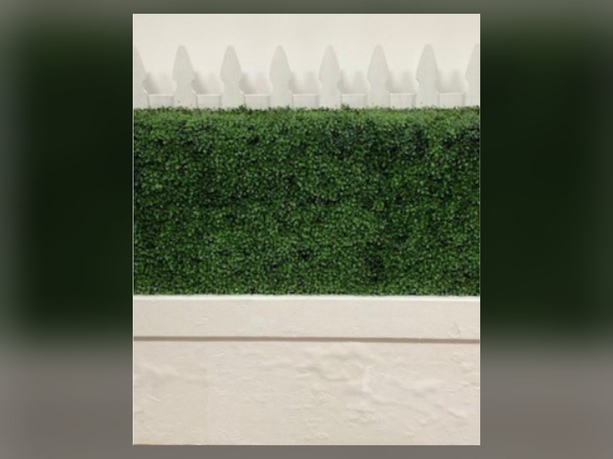 Boxwood hedge row in a white planter box